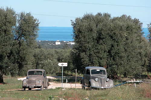 ulivi e mare alla Masseria il Frantoio