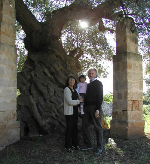 The great patriarch, Masseria Il Frantoio, Ostuni, Apulia, Italy