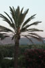 I dintorni della Masseria il Frantoio: palma